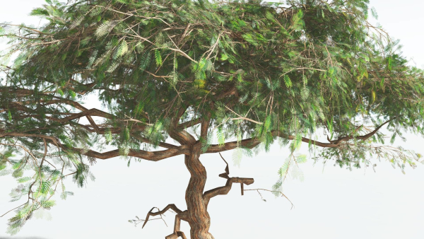 EVERYPlant Umbrella Thorn Acacia LowPoly 4 --12 Models--