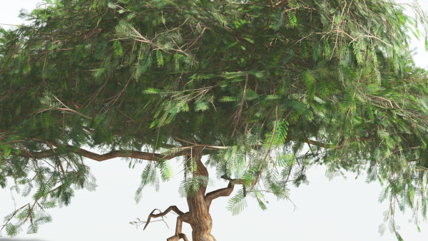 EVERYPlant Umbrella Thorn Acacia LowPoly 4 --12 Models--