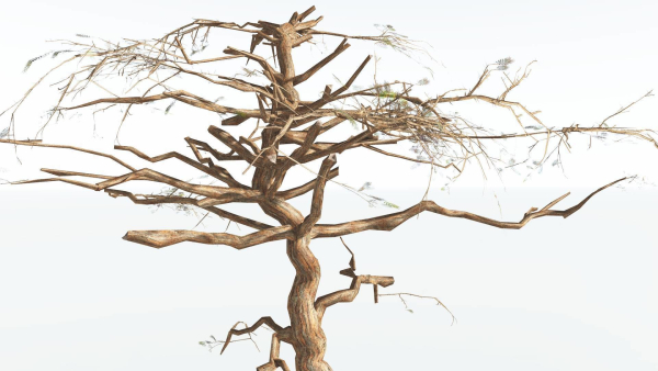 EVERYPlant Umbrella Thorn Acacia LowPoly 4 --12 Models--
