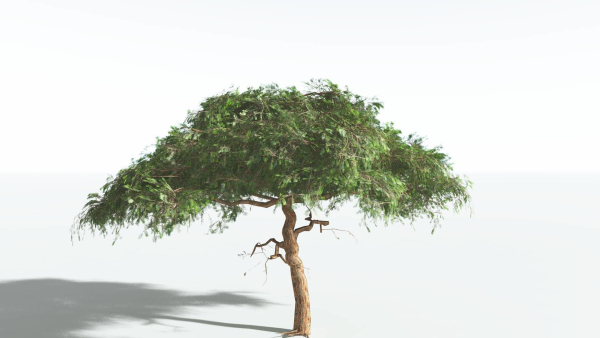EVERYPlant Umbrella Thorn Acacia LowPoly 4 --12 Models--