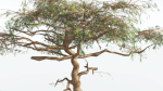 EVERYPlant Umbrella Thorn Acacia LowPoly 4 --12 Models--