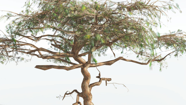 EVERYPlant Umbrella Thorn Acacia LowPoly 4 --12 Models--