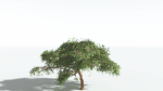EVERYPlant Umbrella Thorn Acacia LowPoly 4 --12 Models--
