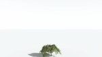 EVERYPlant Umbrella Thorn Acacia LowPoly 4 --12 Models--
