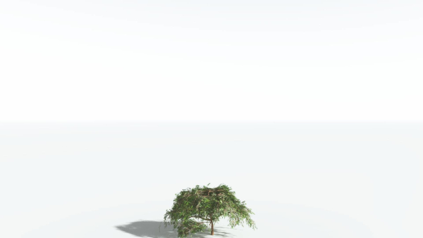 EVERYPlant Umbrella Thorn Acacia LowPoly 4 --12 Models--