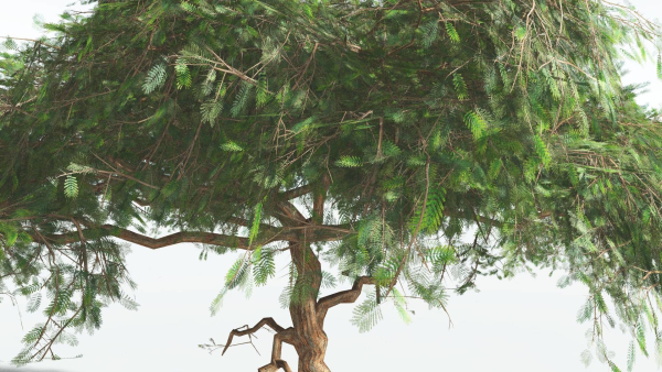 EVERYPlant Umbrella Thorn Acacia LowPoly 4 --12 Models--