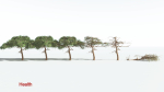 EVERYPlant Umbrella Thorn Acacia LowPoly 4 --12 Models--