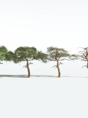 everyplant-umbrella-thorn-acacia-lowpoly-4-12-models-3d-model-c97b660d18