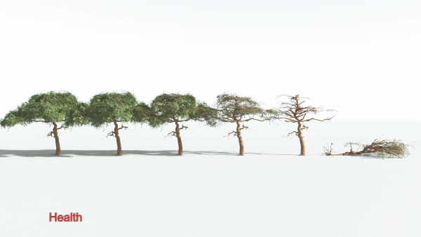 EVERYPlant Umbrella Thorn Acacia LowPoly 4 --12 Models--