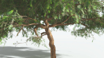 EVERYPlant Umbrella Thorn Acacia LowPoly 4 --12 Models--