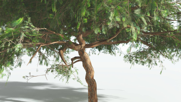 EVERYPlant Umbrella Thorn Acacia LowPoly 4 --12 Models--