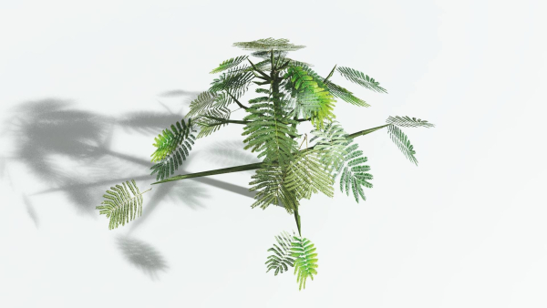 EVERYPlant Umbrella Thorn Acacia LowPoly 4 --12 Models--