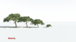 EVERYPlant Umbrella Thorn Acacia LowPoly 4 --12 Models--