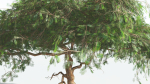 EVERYPlant Umbrella Thorn Acacia LowPoly 4 --12 Models--