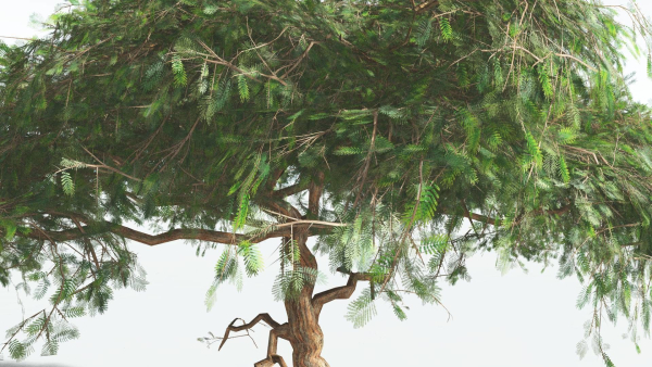 EVERYPlant Umbrella Thorn Acacia LowPoly 4 --12 Models--