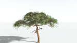 EVERYPlant Umbrella Thorn Acacia LowPoly 4 --12 Models--