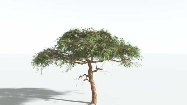 EVERYPlant Umbrella Thorn Acacia LowPoly 4 --12 Models--