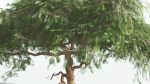 EVERYPlant Umbrella Thorn Acacia LowPoly 4 --12 Models--