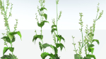 EVERYPlant Wood Sage 5 -- 14 Models--