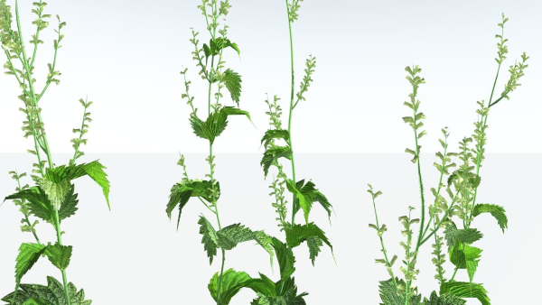 EVERYPlant Wood Sage 5 -- 14 Models--