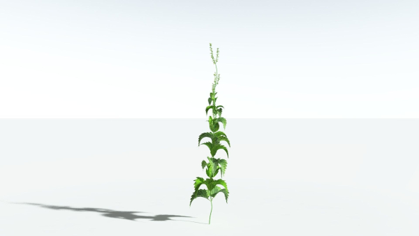 EVERYPlant Wood Sage 5 -- 14 Models--