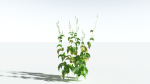 EVERYPlant Wood Sage 5 -- 14 Models--