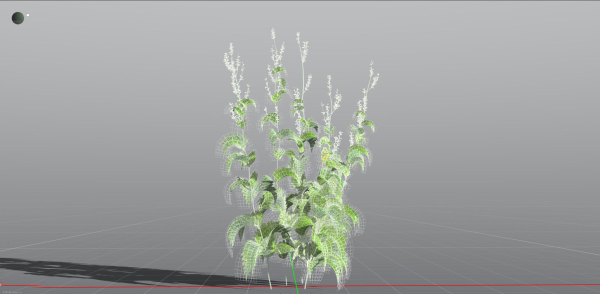 EVERYPlant Wood Sage 5 -- 14 Models--
