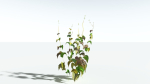 EVERYPlant Wood Sage 5 -- 14 Models--