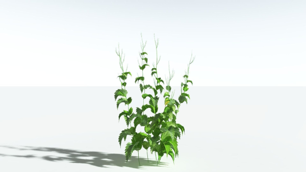 EVERYPlant Wood Sage 5 -- 14 Models--
