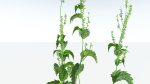 EVERYPlant Wood Sage 5 -- 14 Models--