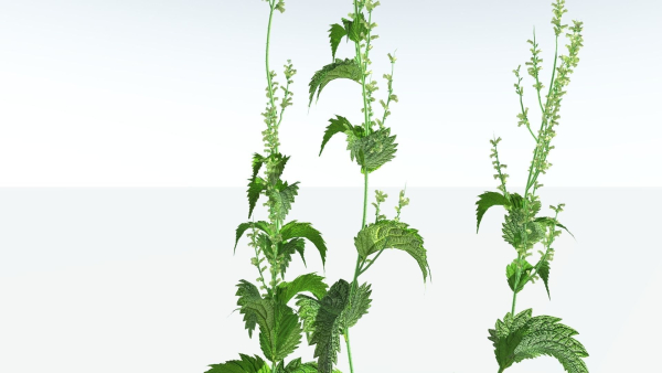 EVERYPlant Wood Sage 5 -- 14 Models--