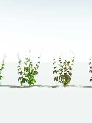 everyplant-wood-sage-5-14-models-3d-model-3a7a5d58c0