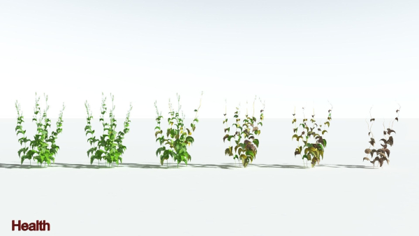 EVERYPlant Wood Sage 5 -- 14 Models--