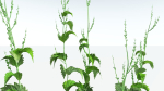 EVERYPlant Wood Sage 5 -- 14 Models--