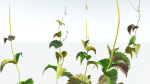 EVERYPlant Wood Sage 5 -- 14 Models--