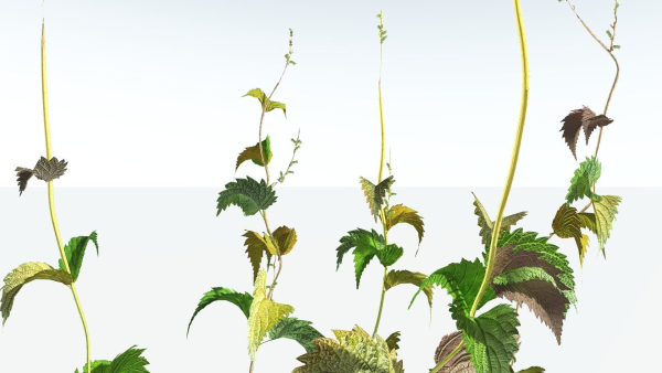 EVERYPlant Wood Sage 5 -- 14 Models--
