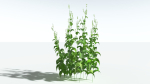 EVERYPlant Wood Sage 5 -- 14 Models--