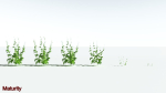 EVERYPlant Wood Sage 5 -- 14 Models--