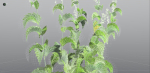 EVERYPlant Wood Sage 5 -- 14 Models--