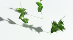 EVERYPlant Wood Sage 5 -- 14 Models--