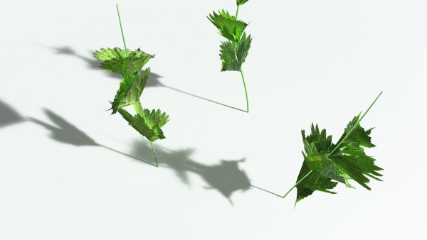 EVERYPlant Wood Sage 5 -- 14 Models--