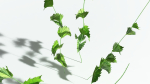 EVERYPlant Wood Sage 5 -- 14 Models--