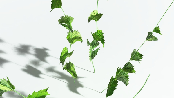 EVERYPlant Wood Sage 5 -- 14 Models--