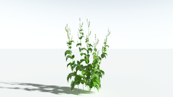 EVERYPlant Wood Sage 5 -- 14 Models--