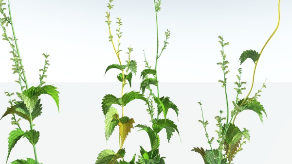 EVERYPlant Wood Sage 5 -- 14 Models--