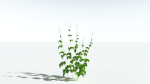 EVERYPlant Wood Sage 5 -- 14 Models--