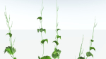 EVERYPlant Wood Sage 5 -- 14 Models--