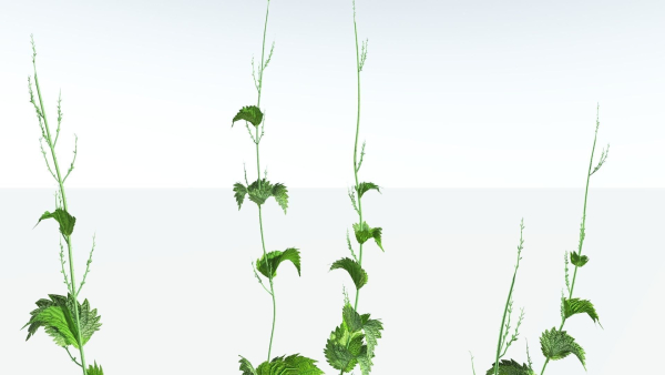EVERYPlant Wood Sage 5 -- 14 Models--
