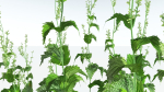 EVERYPlant Wood Sage 5 -- 14 Models--
