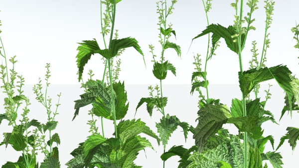 EVERYPlant Wood Sage 5 -- 14 Models--